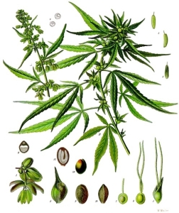 cannabis_sativa