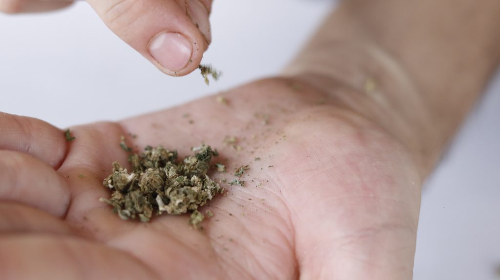 Manos deshaciendo un cogollo de marihuana