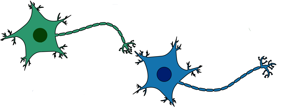 Dibuix de dues neurones