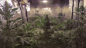 cultiu_indoor